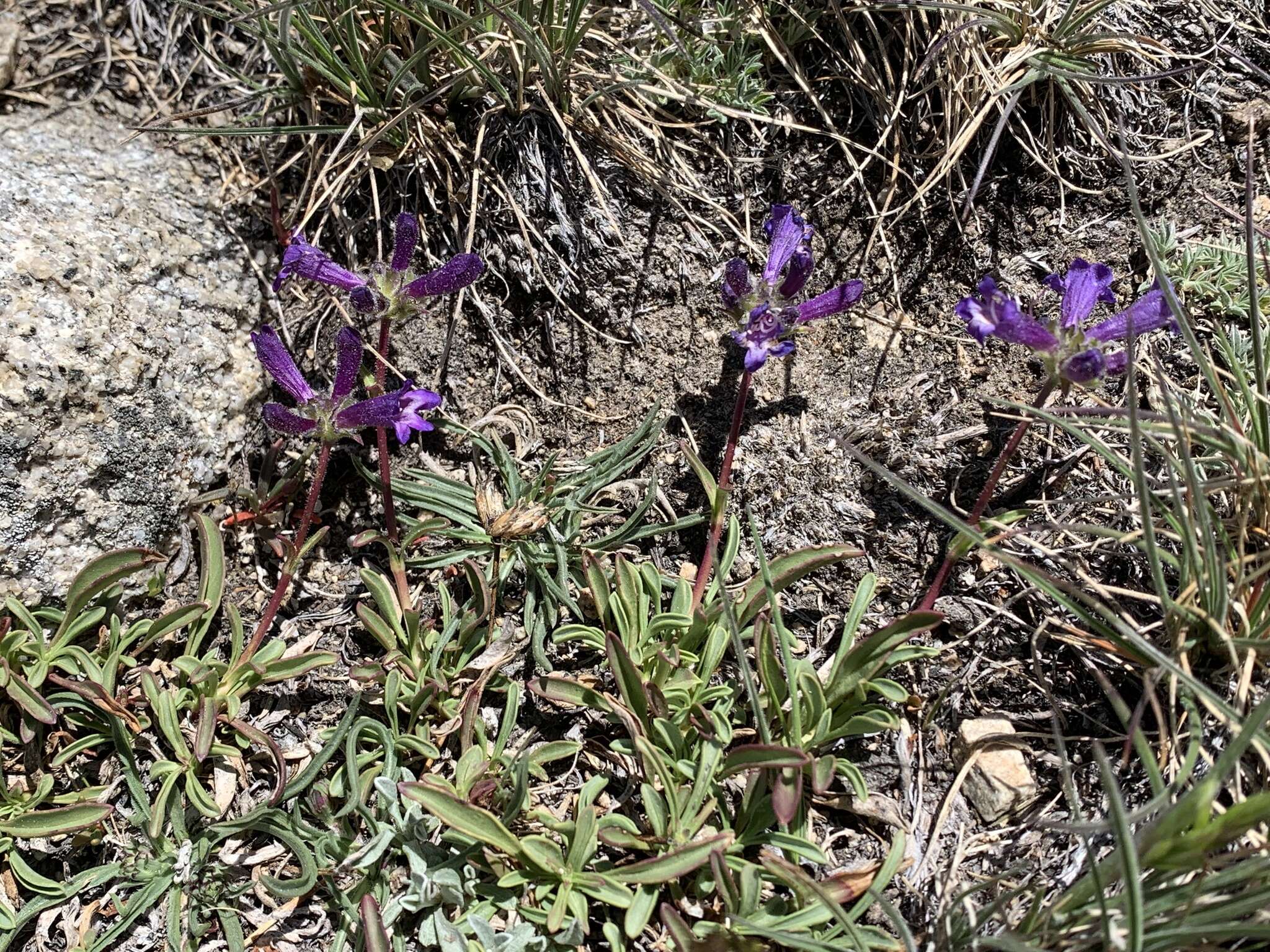 Image of Penstemon heterodoxus var. heterodoxus