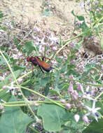 Слика од Cryptocheilus rubellus (Eversmann 1846)