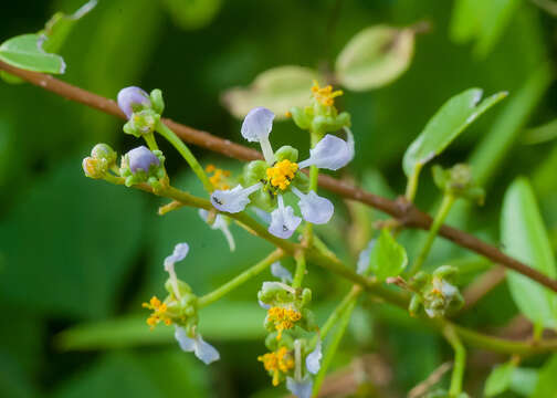 Image of Adelphia hiraea (Gaertn.) W. R. Anderson