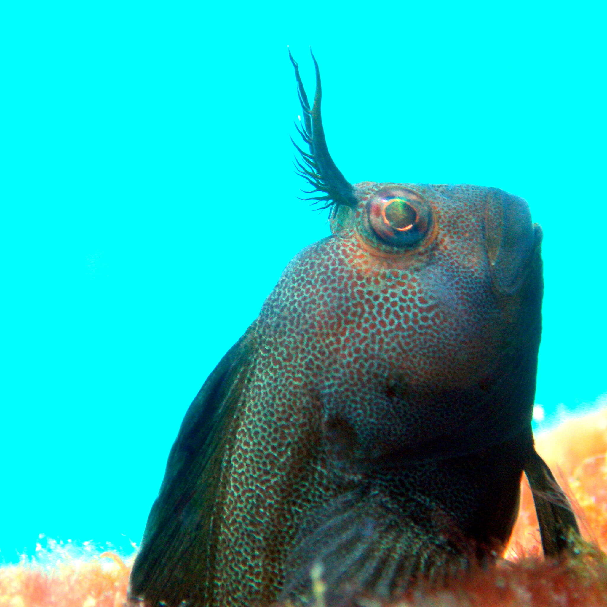 Image de Parablennius tasmanianus (Richardson 1842)