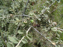 Image of Quercus microphylla Née