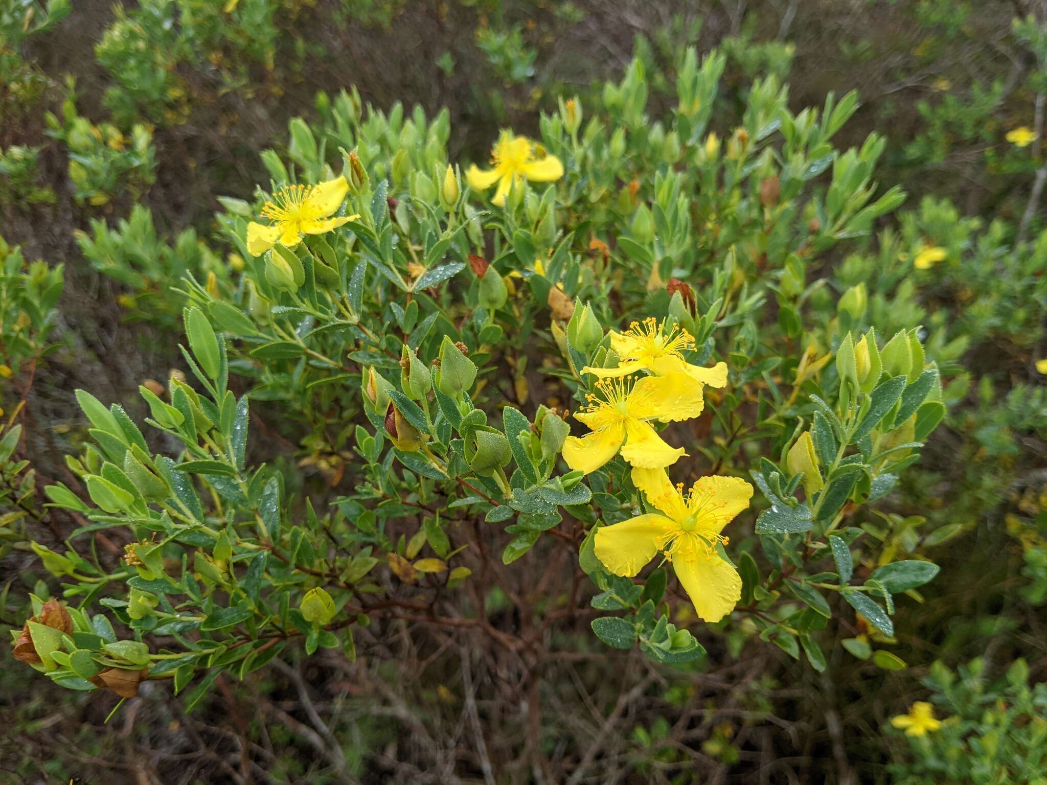 Image of Arcadian St. John's-Wort