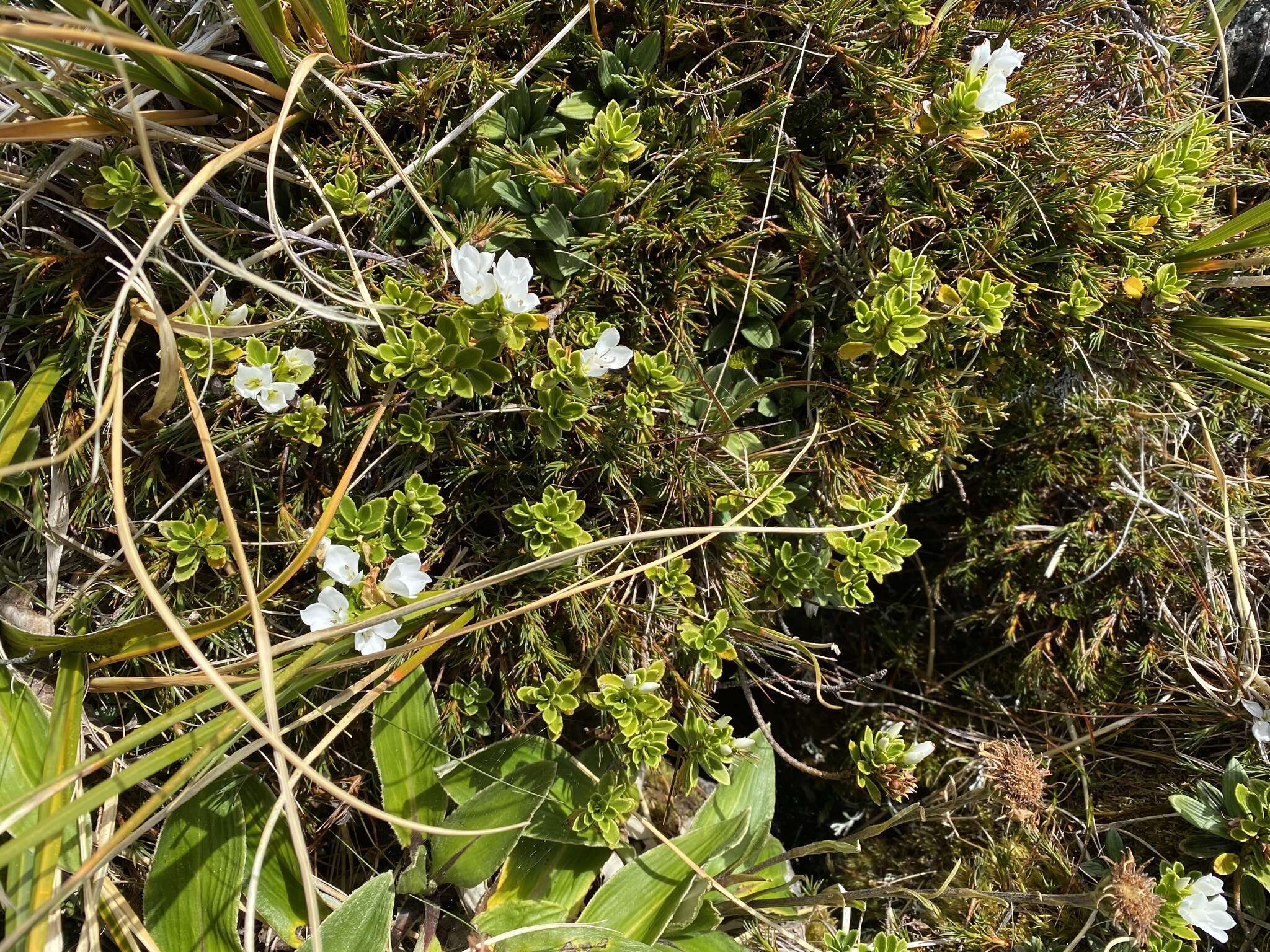 Image of Veronica macrantha Hook. fil.