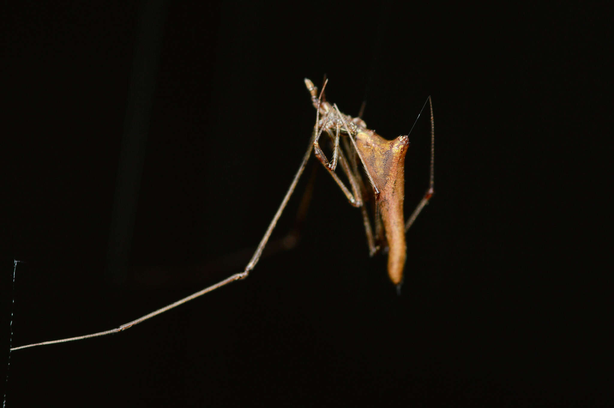 Image of Rhomphaea projiciens O. Pickard-Cambridge 1896