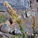 Image of argentine goldenrod