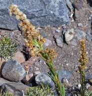 Solidago argentinensis Lopez Laphitz & Semple的圖片