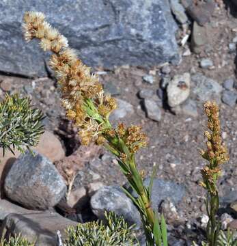 Image de Solidago argentinensis Lopez Laphitz & Semple