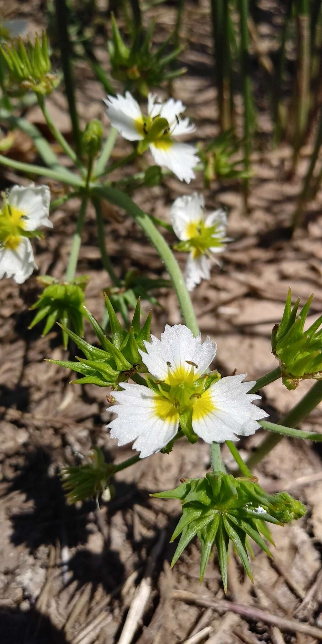 Image of California damsonium