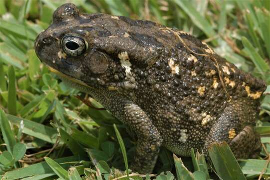 Image of Common African toad