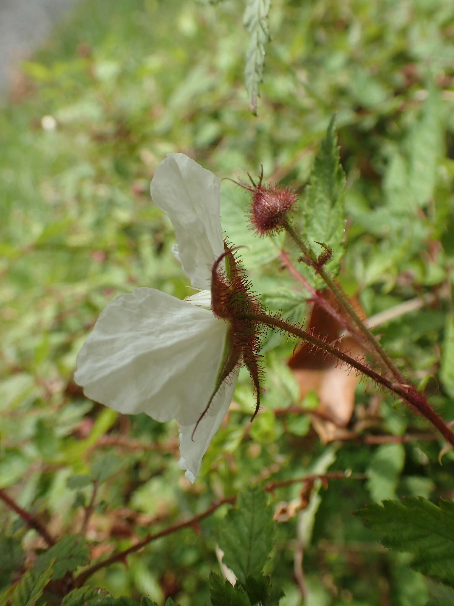 Plancia ëd Rubus sumatranus Miq.