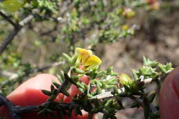 Image of Aspalathus collina subsp. collina