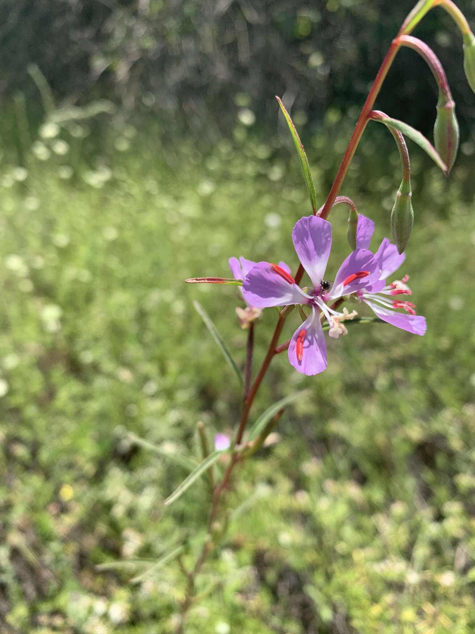 Image of Campo clarkia