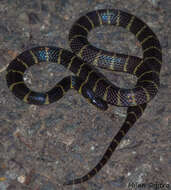 Image of Andaman's Krait