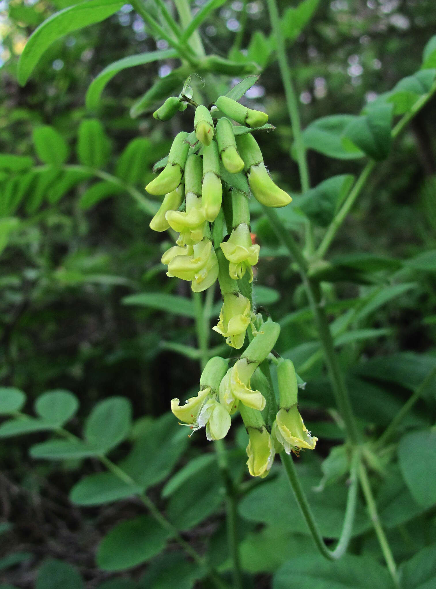 Imagem de Astragalus frigidus (L.) A. Gray