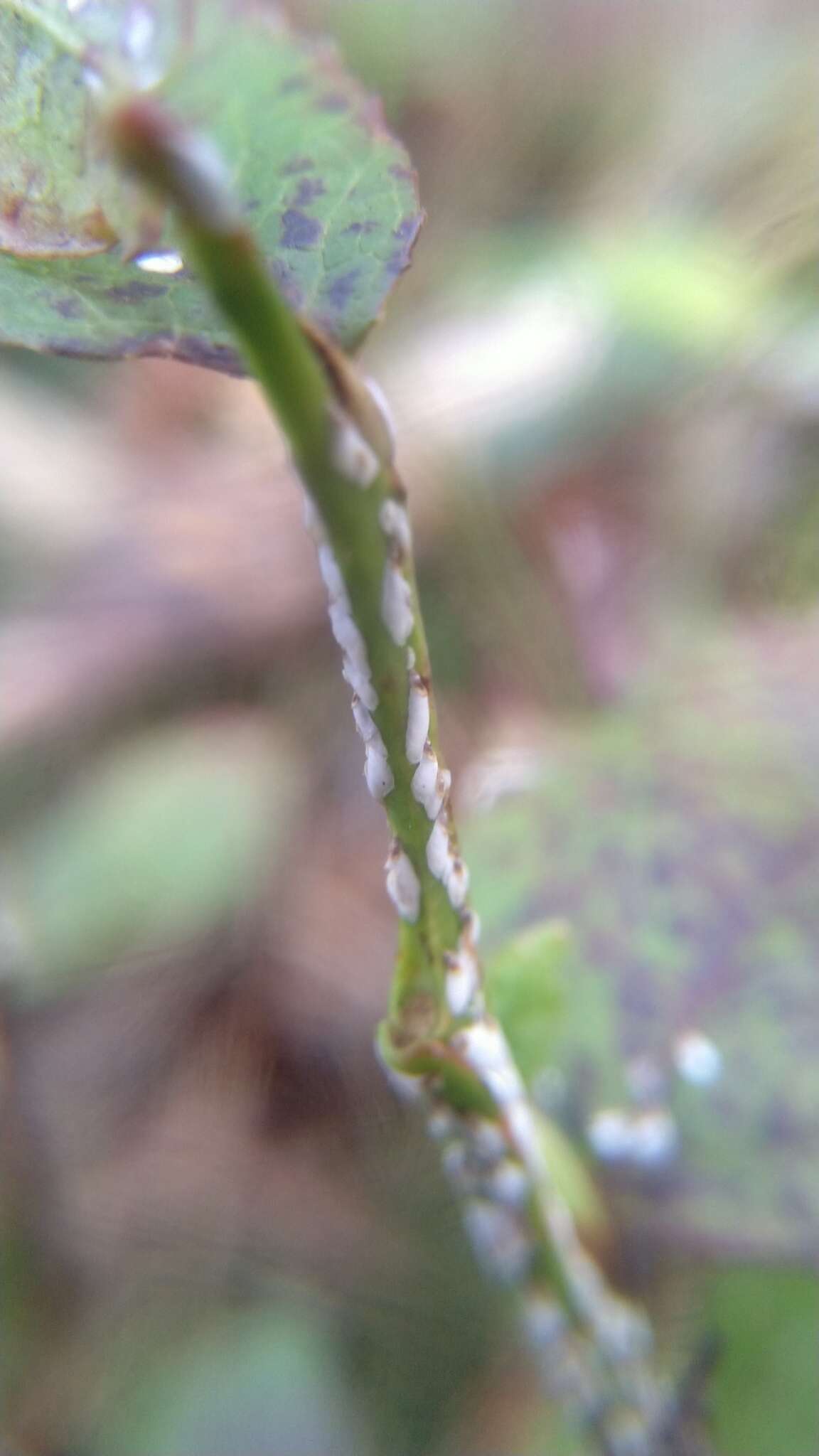 Image of Willow scale