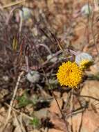 Image de Erigeron bloomeri A. Gray