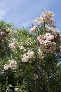 Image de Convolvulus floridus L. fil.