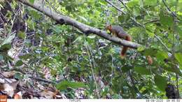 Image of Red Bush Squirrel