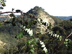 Image of Silver-leaved Mountain Gum