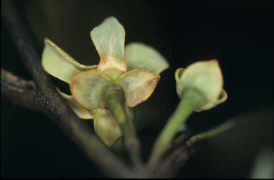 Image of Guatteria ramiflora (D. R. Simpson) Erkens & Maas