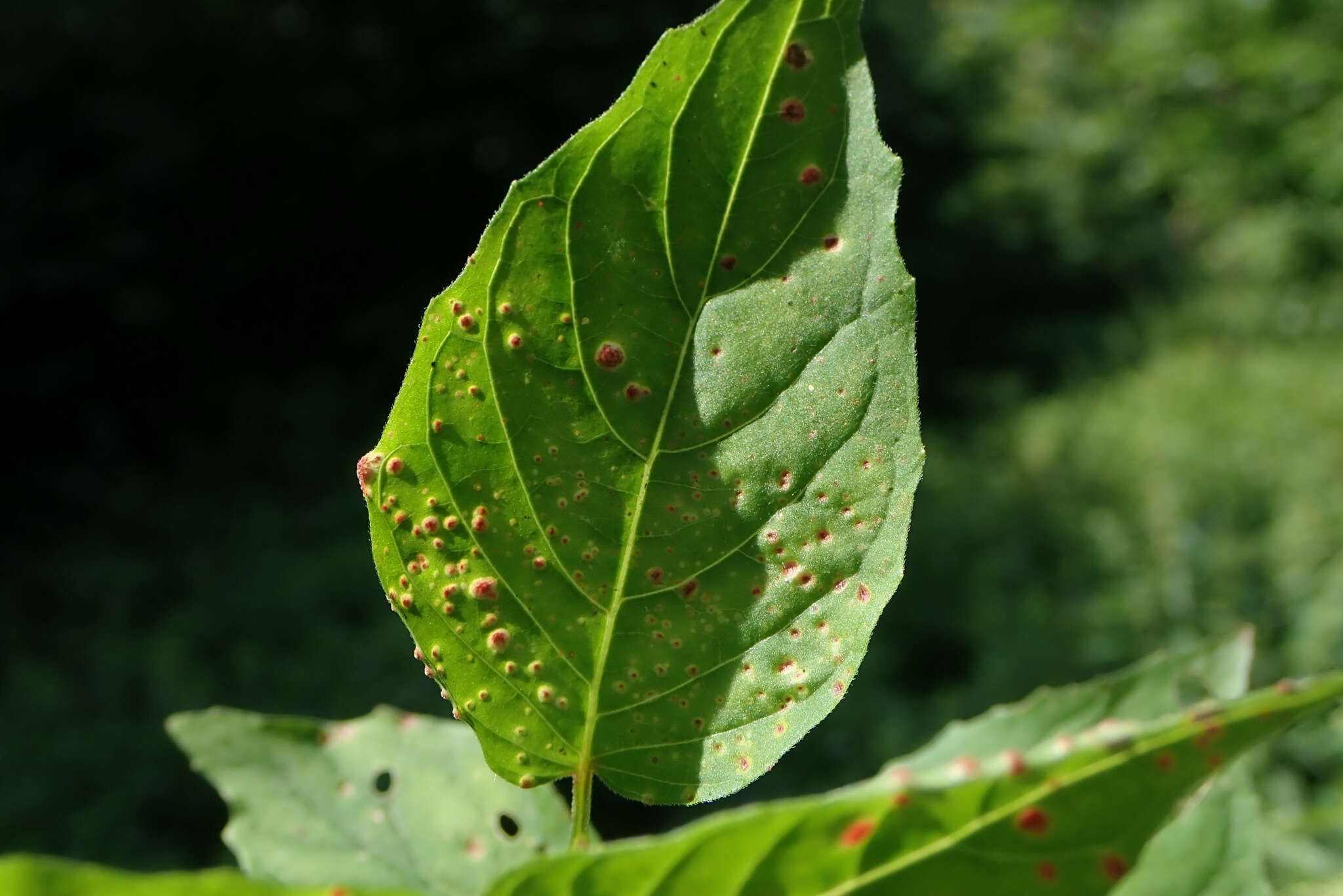 Image of Puccinia circaeae Pers. 1794