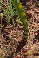 Imagem de Haemanthus crispus Snijman