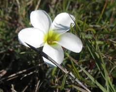 Imagem de Oxalis stictocheila Salter