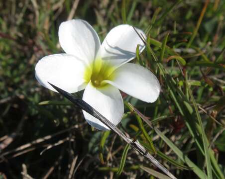 Imagem de Oxalis stictocheila Salter