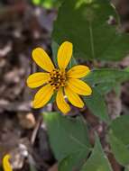 Image of heartleaf goldeneye