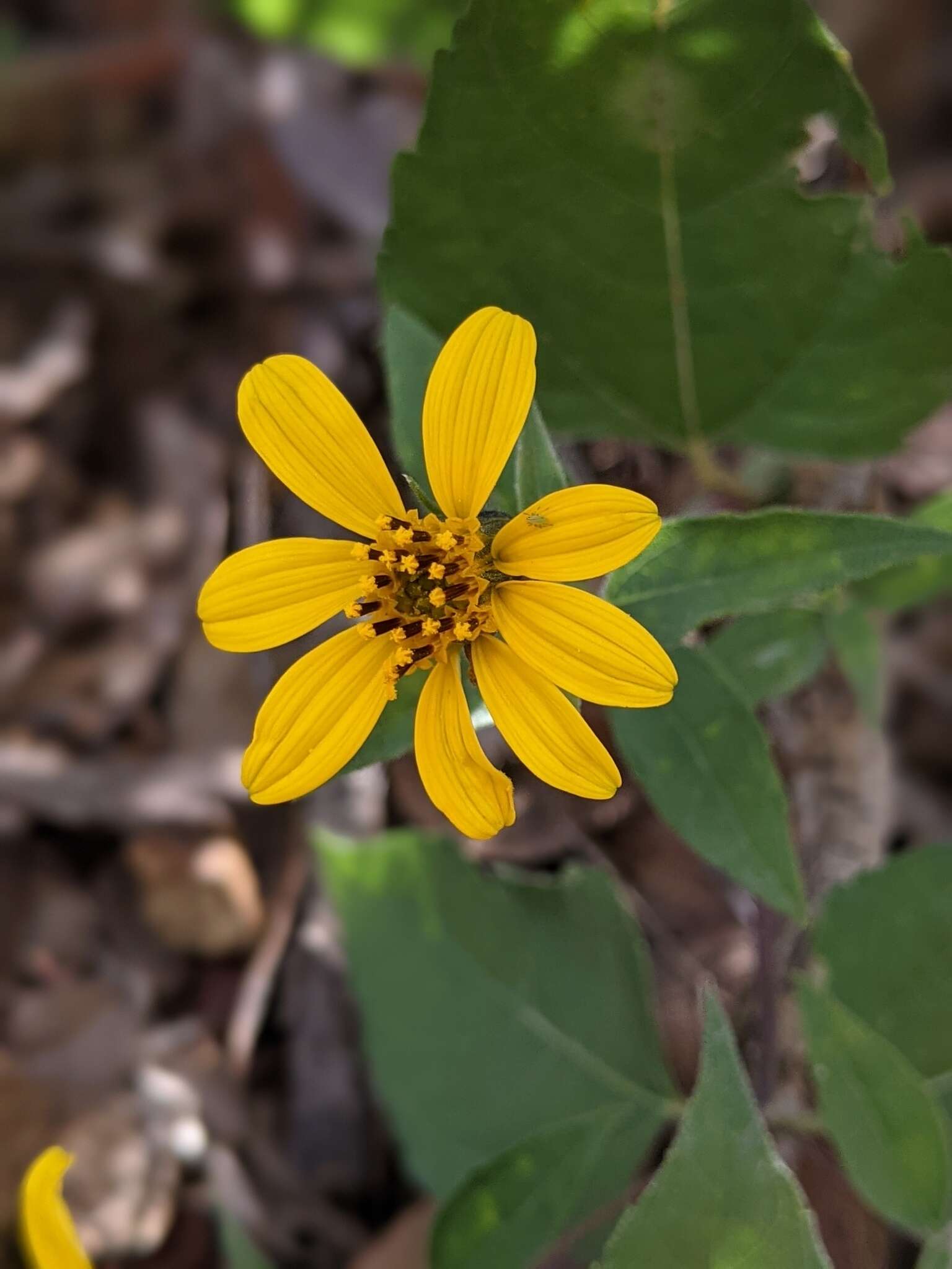 Image of heartleaf goldeneye