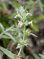 Слика од Stachys palaestina L.