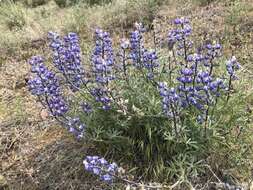 Sivun Lupinus nevadensis A. Heller kuva