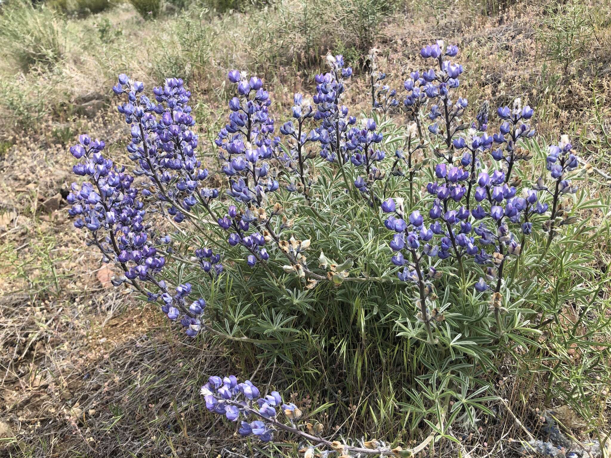 Sivun Lupinus nevadensis A. Heller kuva