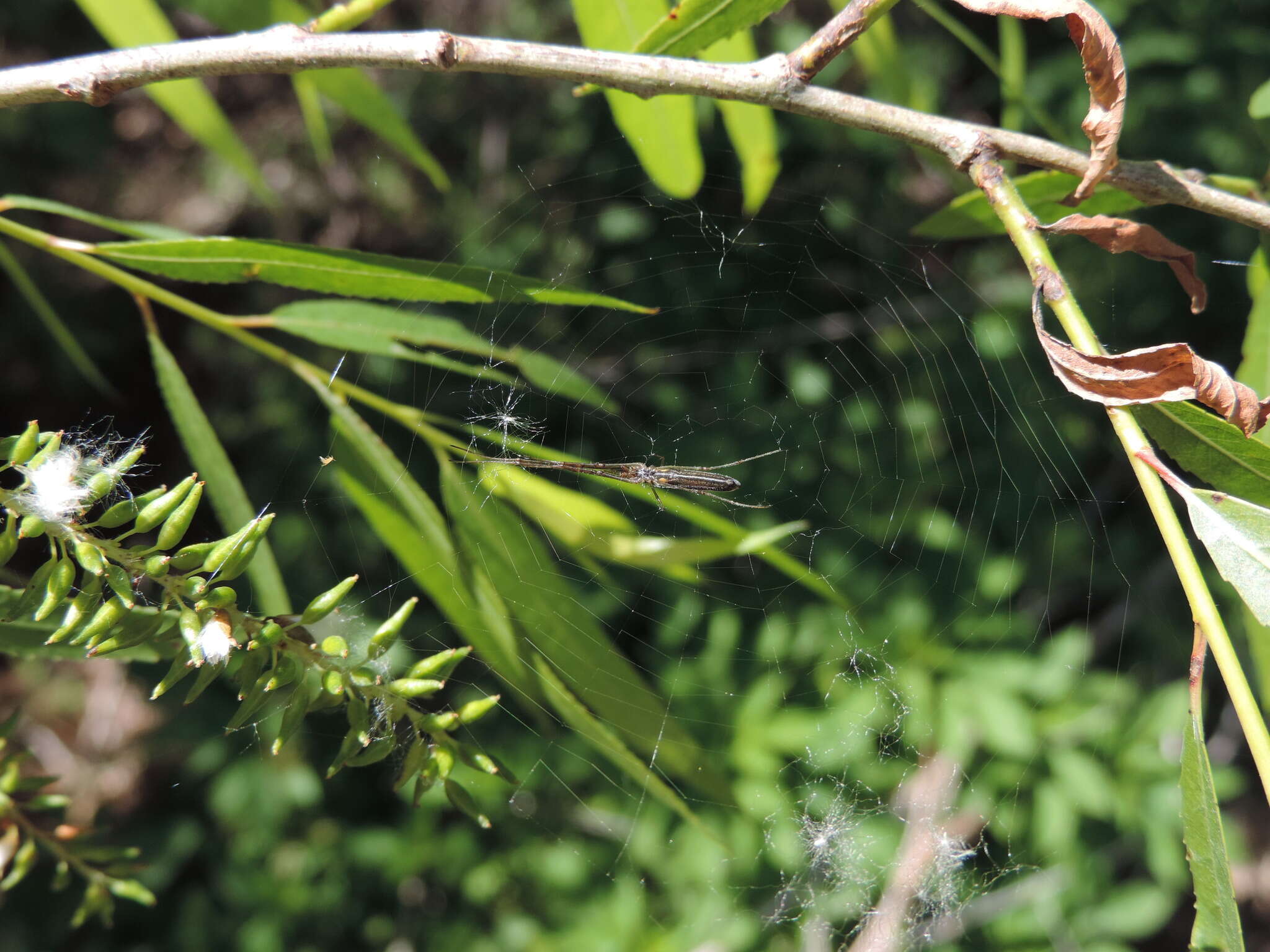 Image of Silver Longjawed Orbweaver