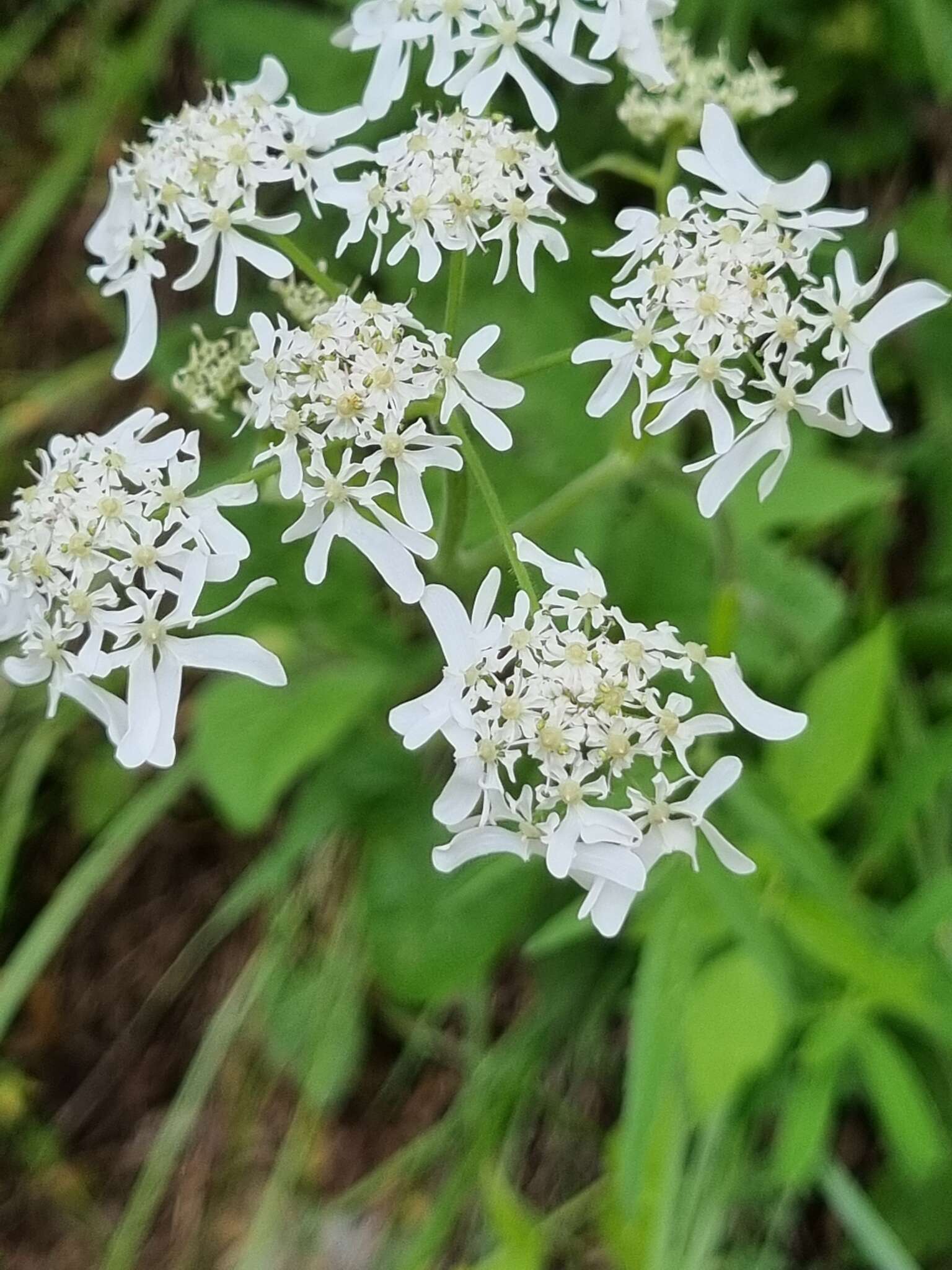 Heracleum chorodanum (Hoffm.) DC.的圖片