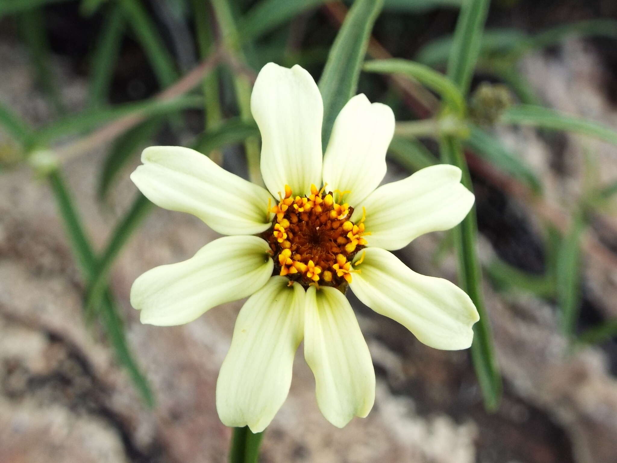 Image of narrowleaf zinnia