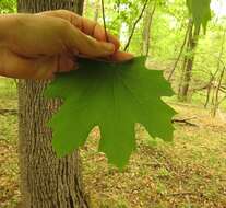 Image of Norway Maple