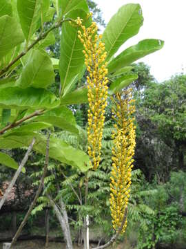 Image of Lophanthera lactescens Ducke