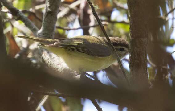 Imagem de Vireo leucophrys (Lafresnaye 1844)