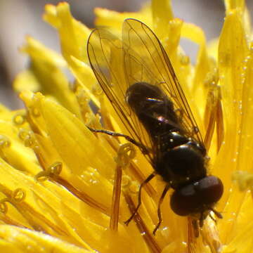 Image of Platycheirus obscurus (Say 1824)