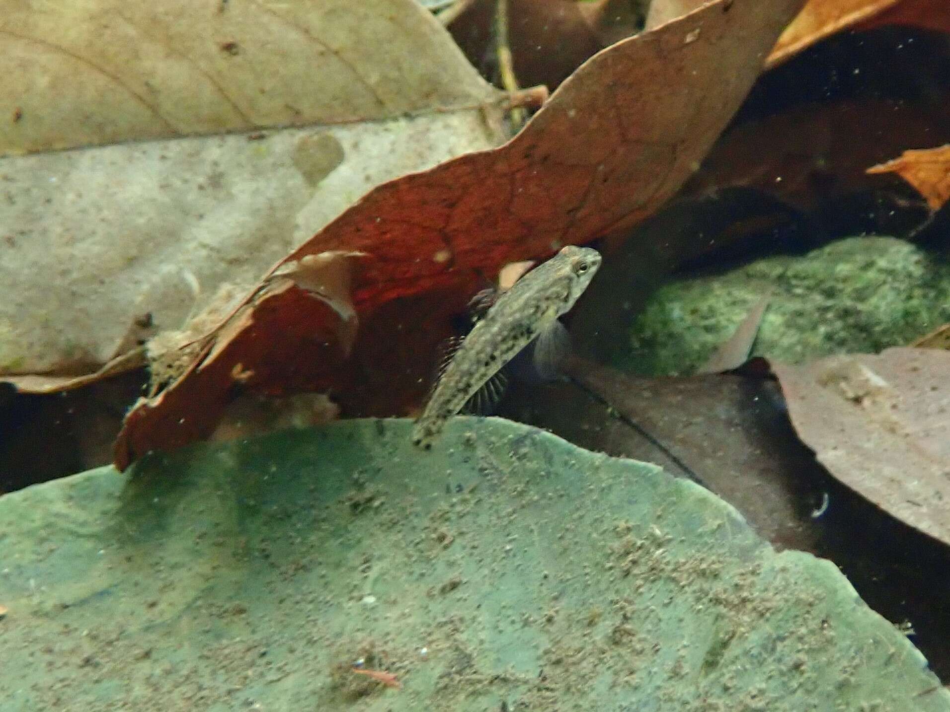 Image of Bigmouth Goby