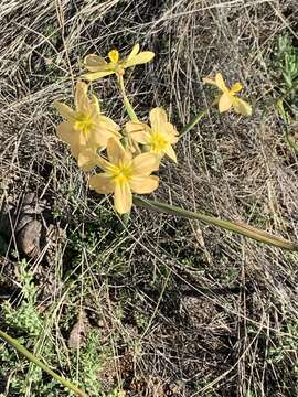 Image of yelow tulip