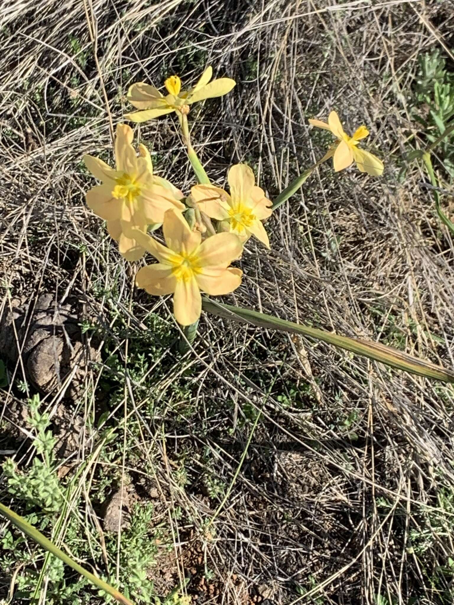 Image of yelow tulip