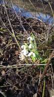 Image of Galanthus plicatus M. Bieb.