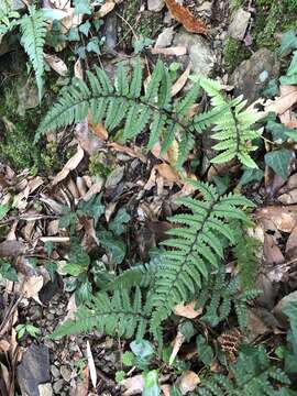 Image of Athyrium leiopodum (Hayata) Tag.