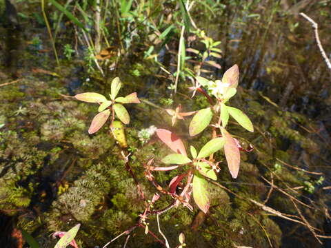 Image of Angle-Stem Primrose-Willow