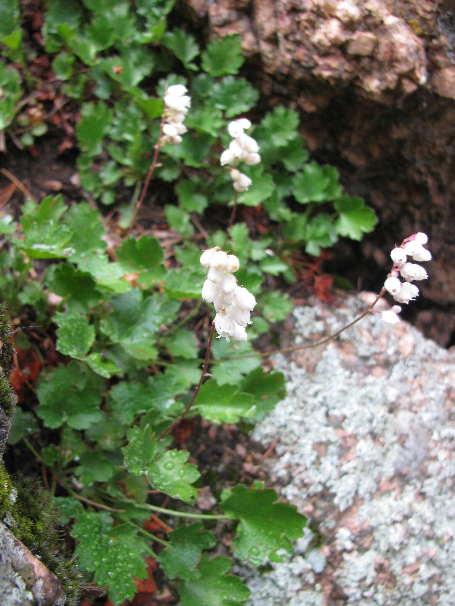 Image of Front Range alumroot