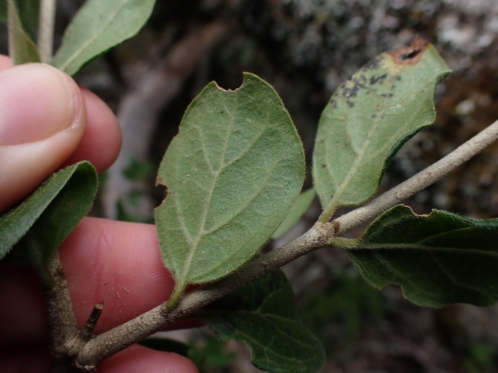 Image of Rock Alder