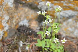 Imagem de Saxifraga rivularis subsp. rivularis