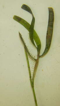 Image of Thalassodendron leptocaule Maria C. Duarte, Bandeira & Romeiras
